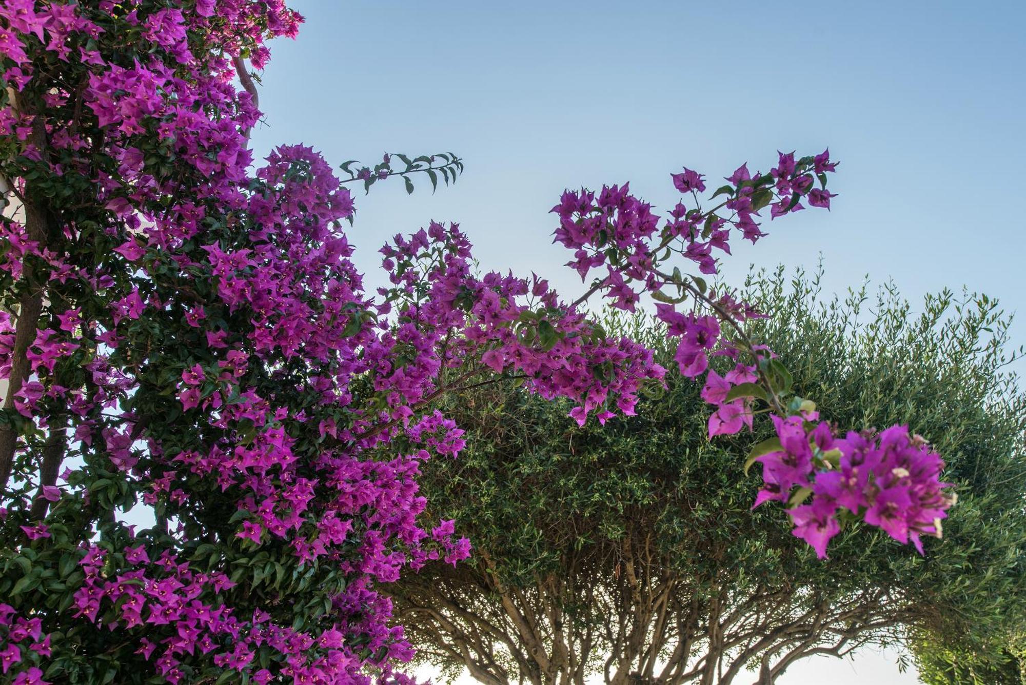 Hill Lofos Hotel Kassiopi Eksteriør billede